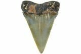Fossil Broad-Toothed Mako Shark Tooth - North Carolina #235198-1